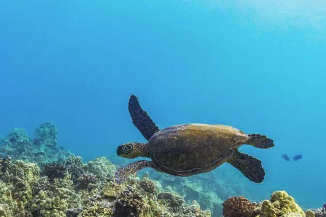 Molokini & Turtle Adventure: Small Group from Ma'alaea Harbor - Crew and On-Board Commentary: The Human Part of the Experience