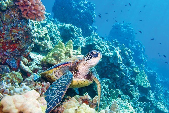 Molokini & Turtle Adventure: Small Group from Ma'alaea Harbor - The Eco-Adventure Focus: Why This Tour Feels Different