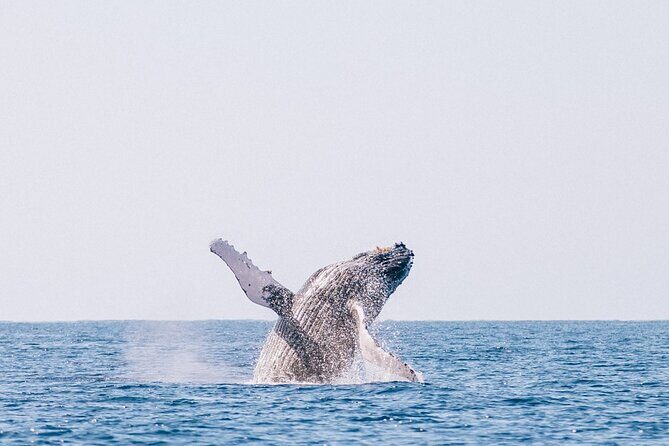 Morning Whale Watch: Lahaina Harbor - Included Perks You’ll Actually Use: Snacks, Coffee, and Reef-Safe Sunscreen