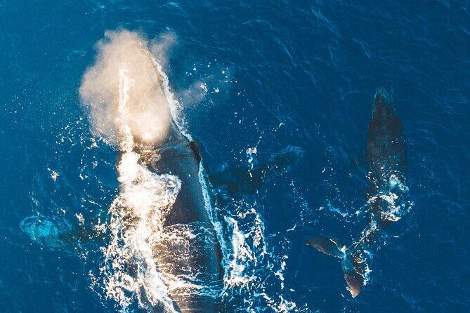 Morning Whale Watch: Lahaina Harbor - Itinerary Breakdown: What Happens During the One Hour on the Water