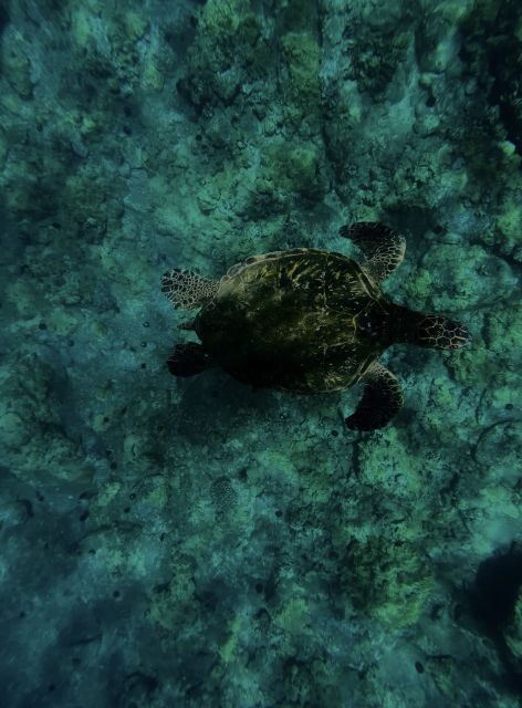 Night Time Snorkel At Turtle Town With Lights And Stars - Finding Makena Landing Park And The White Van Meet-Up