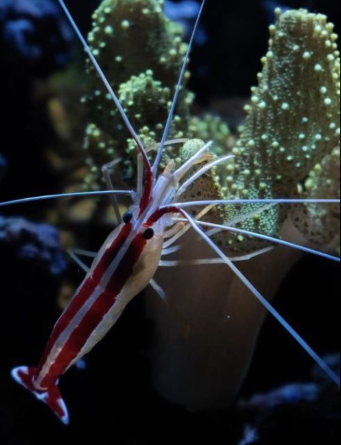 Night Time Snorkel At Turtle Town With Lights And Stars - The Photos And Videos Part You’ll Actually Care About