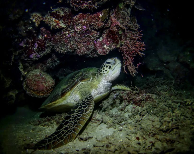 Night Time Snorkel At Turtle Town With Lights And Stars - Gear Up First: Wetsuit, Mask, Life Preserver, And The Light System