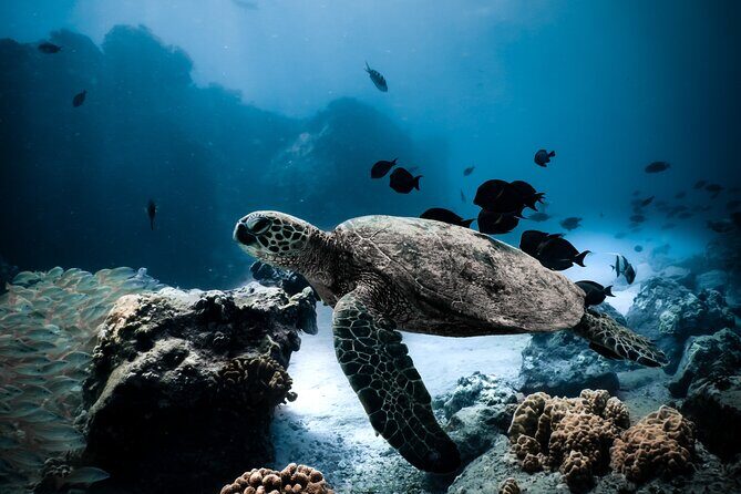 Night-Time Snorkel at TurtleTown with Stars, Lights, and Photos - Night-Time Turtle Town: What You’re Really Paying For