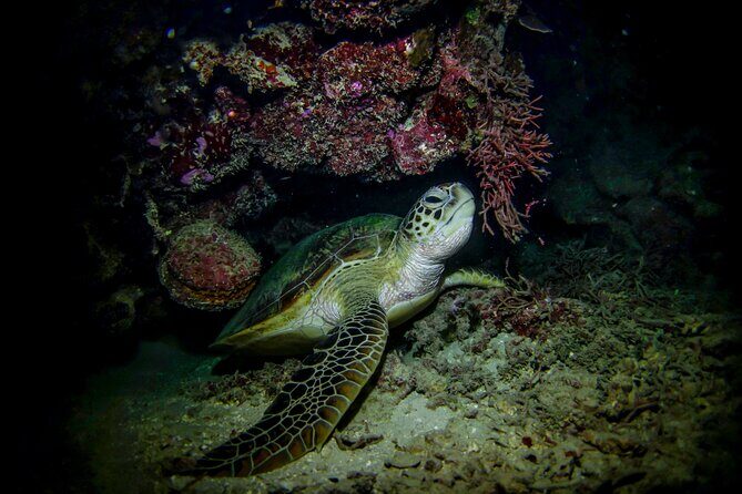 Night-Time Snorkel at TurtleTown with Stars, Lights, and Photos - Wildlife Under the Stars: What You Can Actually See