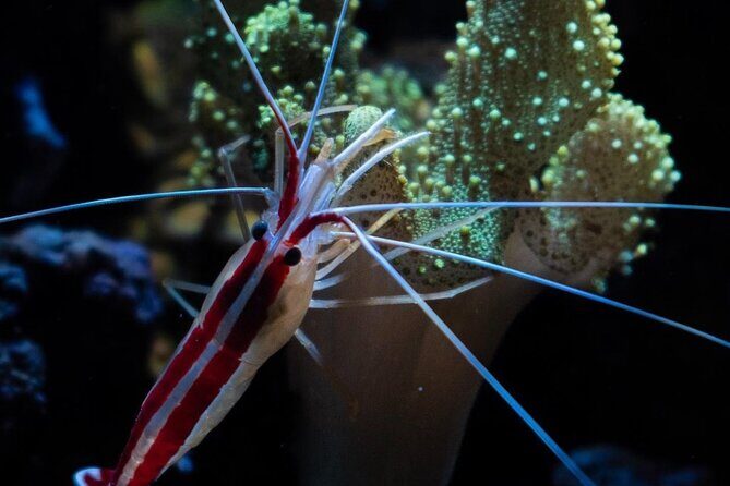 Night-Time Snorkel at TurtleTown with Stars, Lights, and Photos - How the Guide Experience Changes Everything