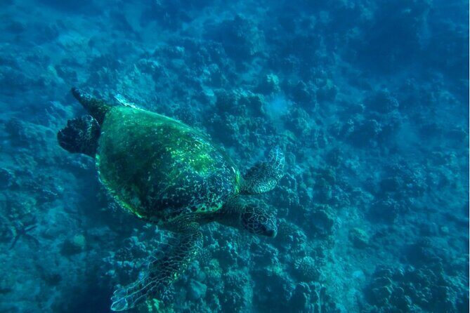 Private Beginner Paddleboard Lesson with Snorkel in Turtle Town - What to Wear and Bring (So You Don’t Fight Your Gear)