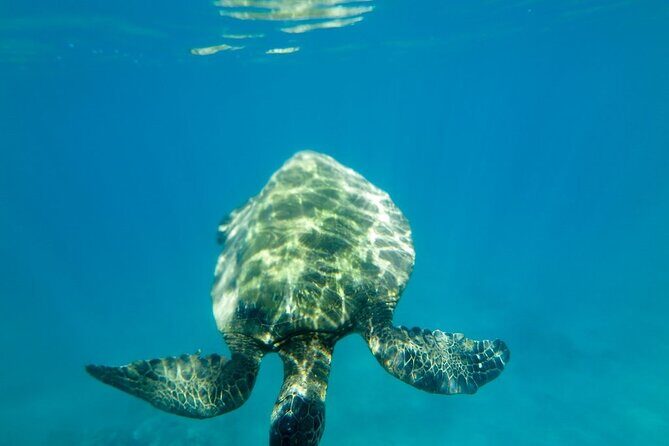 Private Beginner Paddleboard Lesson with Snorkel in Turtle Town - Price and Value: What $179 Buys You