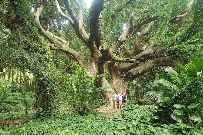 Private Full Day Maui Road to Hana Tour - How the Guide Turns a Long Drive Into a Story You Can Ask Questions About