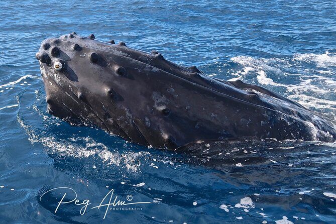 Private Paddleboard (SUP) Whale Watch: All Skill Levels Welcome - Entering the water at Makena Landing Park (and what your 2 hours likely feel like)