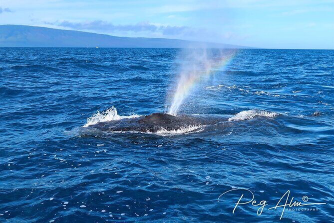 Private Paddleboard (SUP) Whale Watch: All Skill Levels Welcome - Guide style, pacing, and why private feels calmer on the ocean
