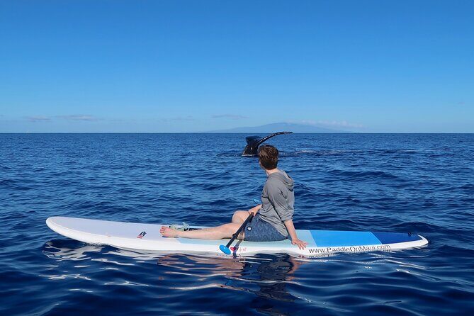 Private Paddleboard (SUP) Whale Watch: All Skill Levels Welcome - The humpback whale sanctuary context you’ll actually care about