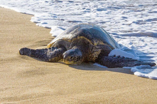 Private Shore Excursion: Best Highlights of Maui - Price and Value: What $699 Gets You (and What It Doesn’t)