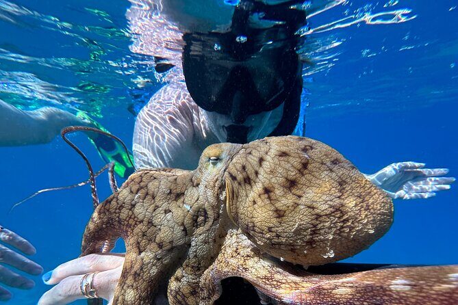 Private Snorkel Photos Included - Key highlights you’ll actually care about