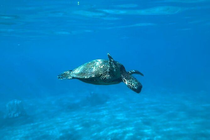 Private Snorkel Photos Included - Why this private Maui snorkel feels better than big-group tours