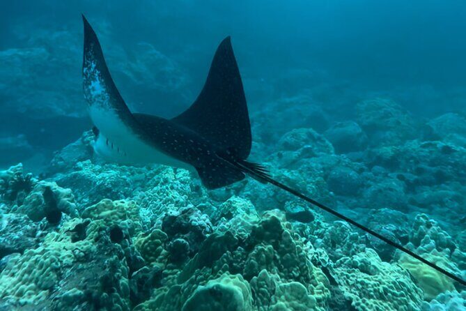 Private Snorkel Photos Included - Who should book this private snorkel (and who might not)