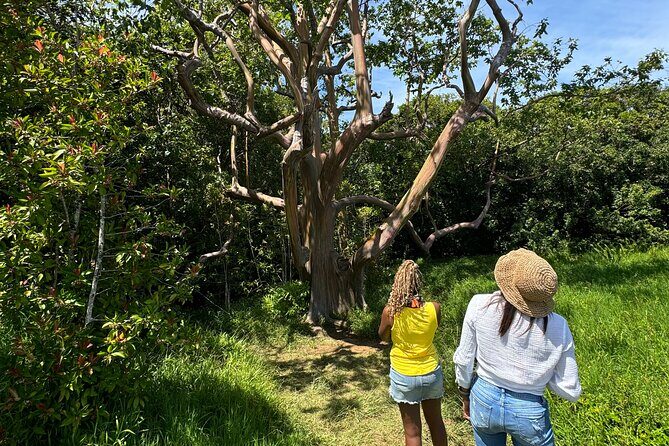 Road to Hana Maui Tours - Getting on the road: pickup at 9:00 AM and why timing matters