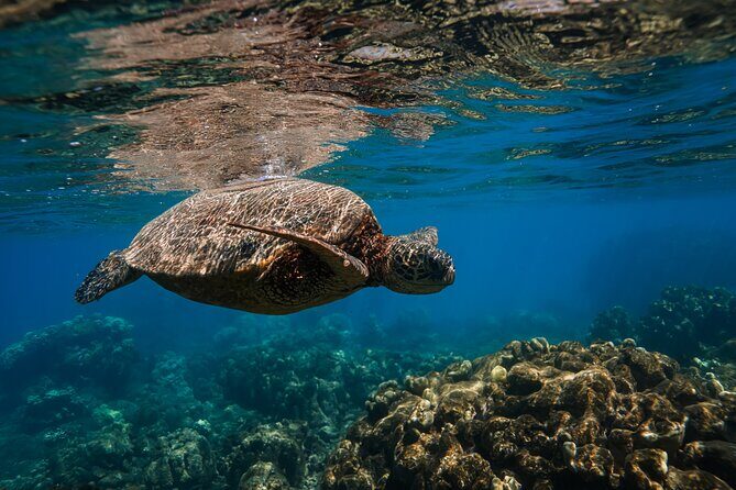 Scenic Coastal Adventure In 4x4 With Turtle Town Snorkel + Photos - Molokini Crater viewpoints and distant whale spotting from rocky coves
