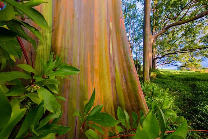 Shaka Guide Maui "Classic" Road to Hana Audio Driving Tour - The Big Picture Route: Kahului Out, Paia Back