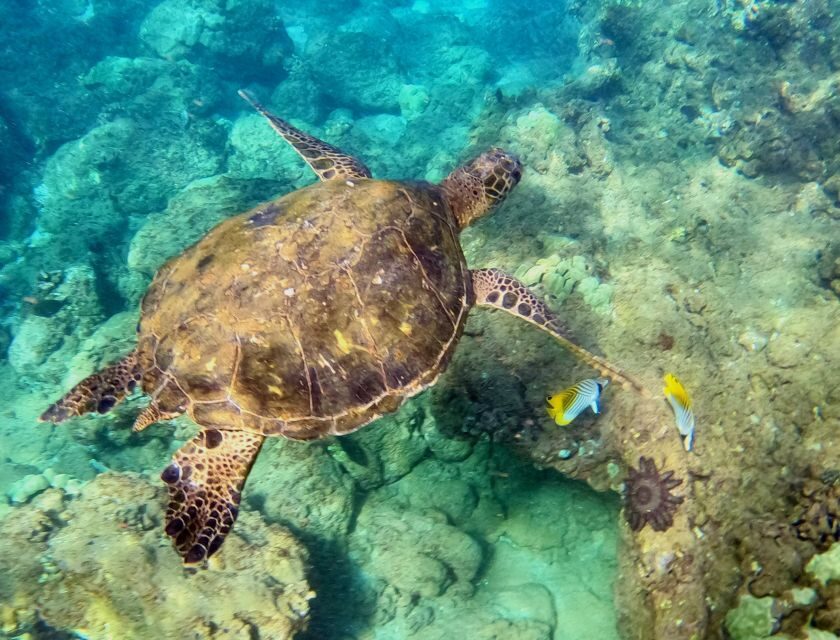 Snorkeling for Non-Swimmers Guided Tour - Wailea Beach - Key things that make this tour worth your time