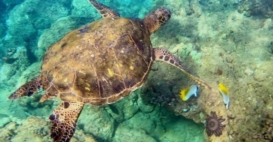 Snorkeling for Non-Swimmers Guided Tour - Wailea Beach - The safety briefing and shallow-water practice that builds skill fast