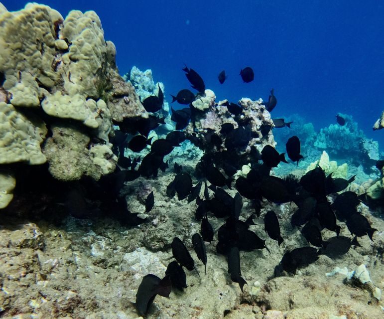 Snorkeling for Non-Swimmers Guided Tour - Wailea Beach - Reef time at Wailea: turtles, fish schools, and what to focus on