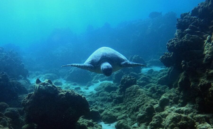 Snorkeling for Non-Swimmers Guided Tour - Wailea Beach - What the 1.5 hours feels like: a step-by-step walkthrough