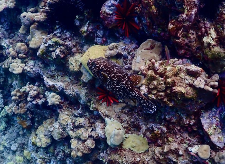 Snorkeling for Non-Swimmers Guided Tour - Wailea Beach - Who should book this beginner snorkeling tour in Maui