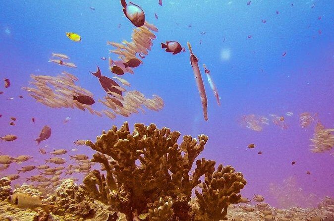 South Maui Discover Scuba Dive - Mike’s Teaching Style: Patient Coaching and Real-Time Calm