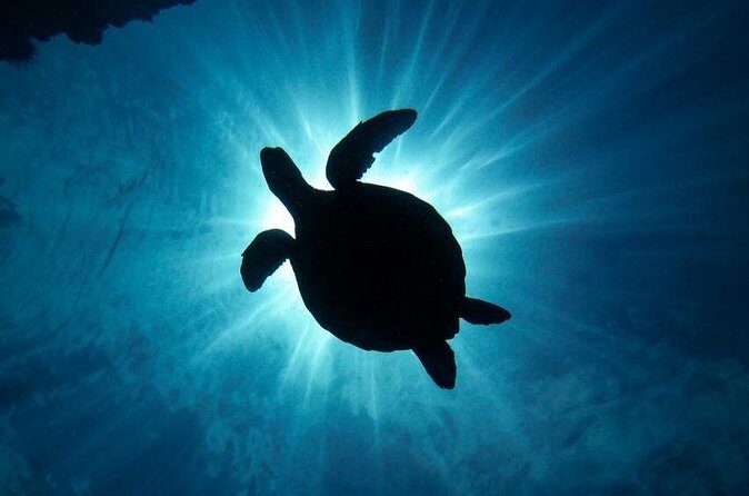 South Maui Discover Scuba Dive - The Marine Life You Can Expect in Shallow Water