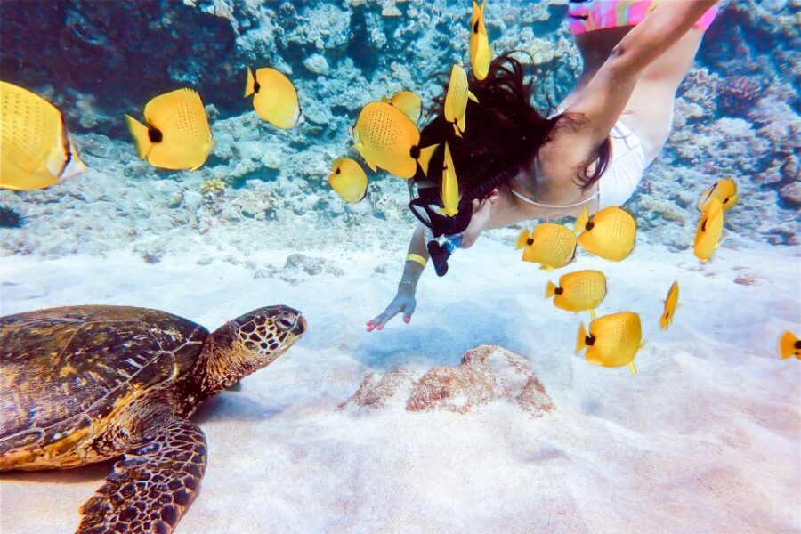 South Maui: Molokini Snorkeling Adventure - Lunch on the way back: fueling without killing the mood