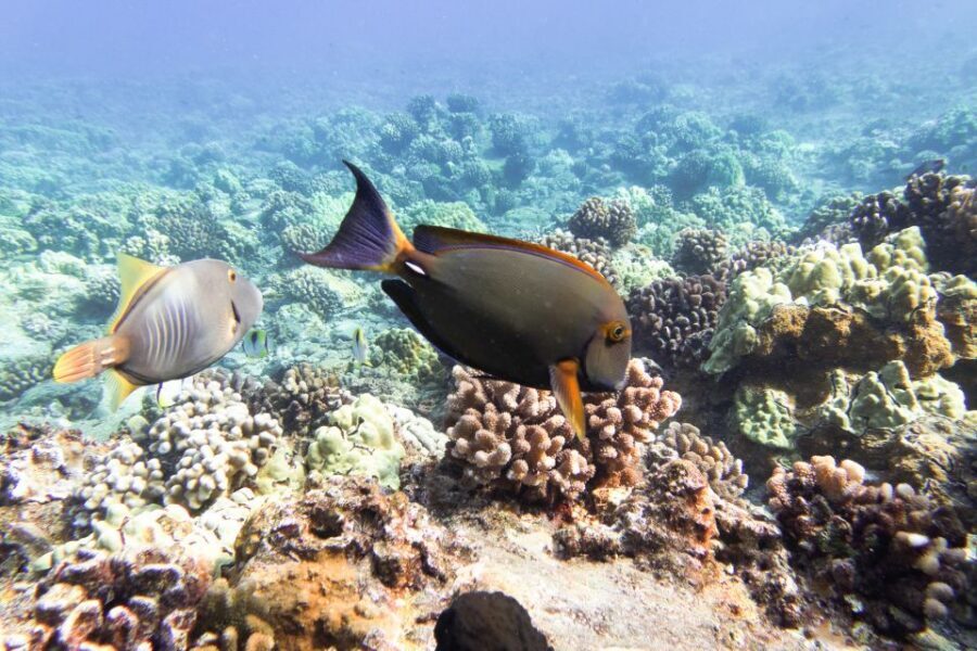 South Maui: Molokini Wild Eco Adventure from Maalaea Harbor - Snorkel Gear and Instruction: Why Optical Masks Are a Big Deal