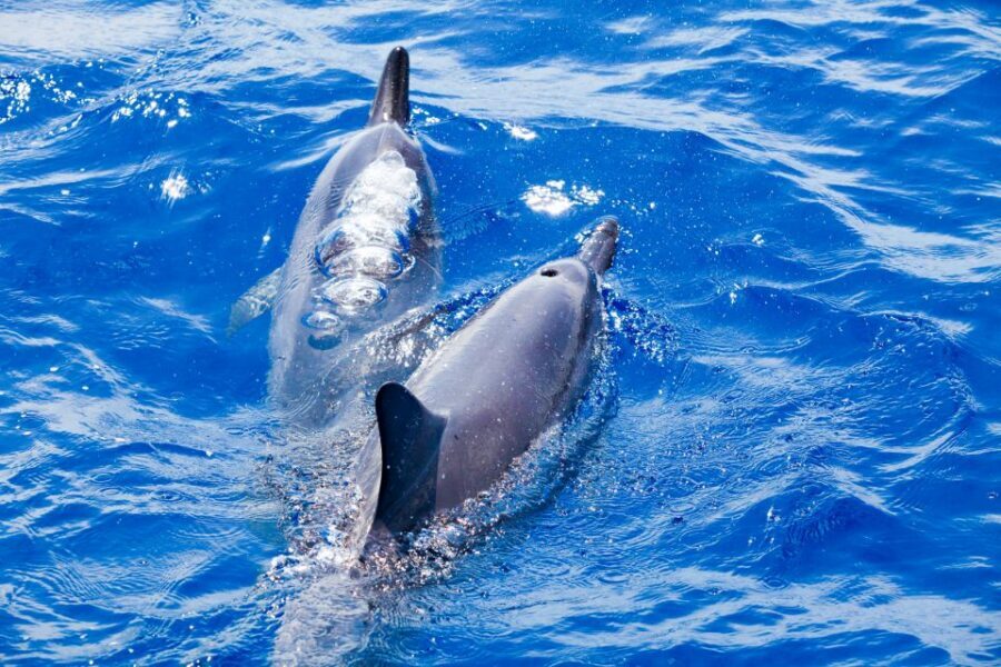 South Maui: Molokini Wild Eco Adventure from Maalaea Harbor - Why This Molokini Day Feels More Like a Real Outing Than a Tight Schedule