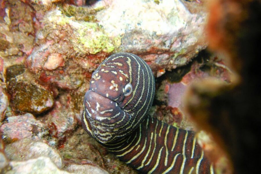 South Maui: Molokini Wild Eco Adventure from Maalaea Harbor - Jr. Naturalist Program: A Good Fit for Curious Kids (Age 7+)