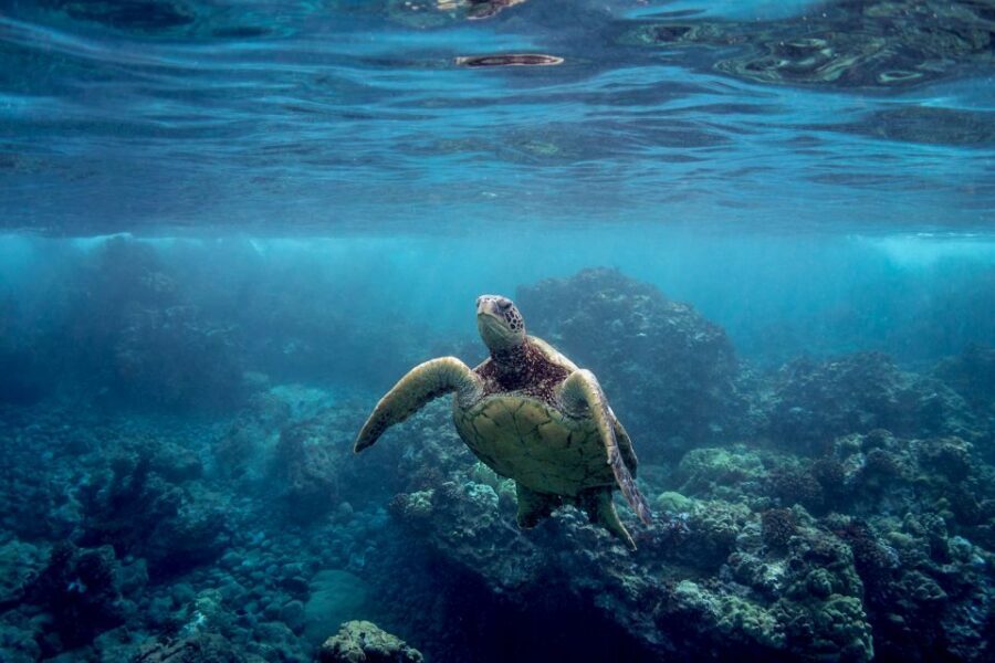 South Maui: Premium Turtle Town Kayak and Snorkel Tour - Key takeaways you’ll care about