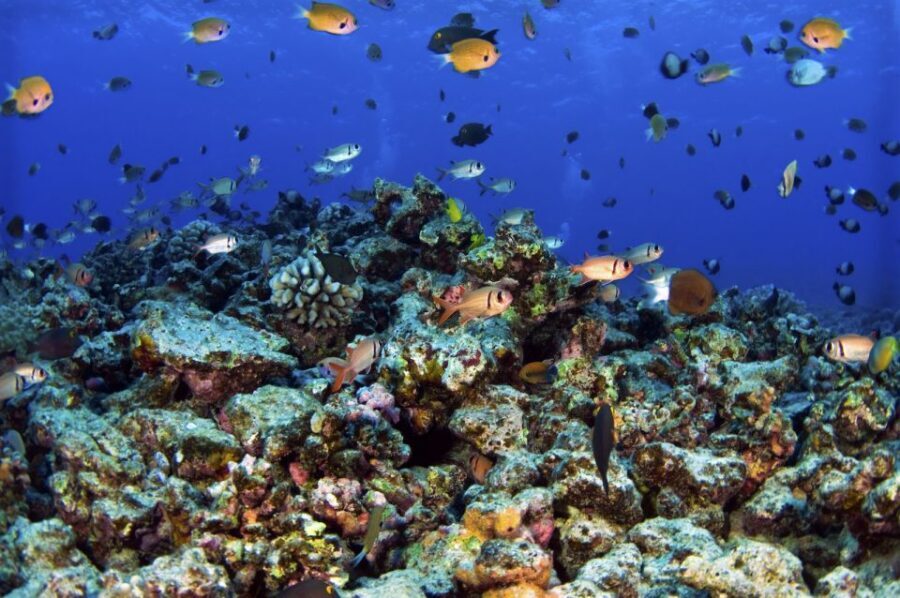 South Maui: Premium Turtle Town Kayak and Snorkel Tour - Kayaking along Makena’s coastline: the trip feels active but not punishing