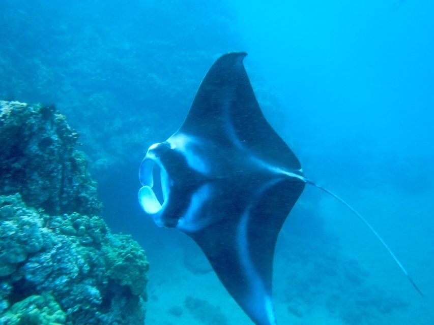 South Maui: Premium Turtle Town Kayak and Snorkel Tour - The 210 minutes that actually fit a Maui morning