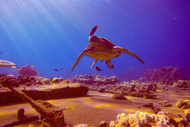South Maui Shore Dive - Key highlights you’ll care about