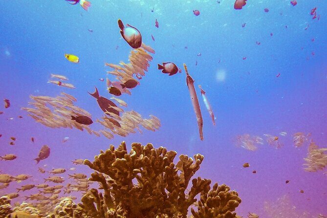 South Maui Shore Dive - Safety briefing, PADI coaching, and the fit details that actually prevent stress