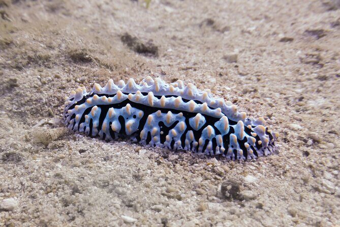 South Maui Shore Dive - First stop by the shoreline: expecting water movement and staying relaxed