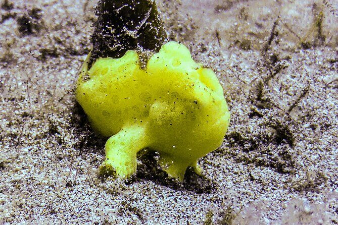South Maui Shore Dive - One underwater session versus adding a second stop for more time