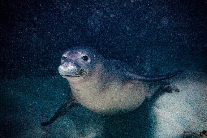 South Maui Shore Dive - What’s included in the $155 price, and why it feels fair