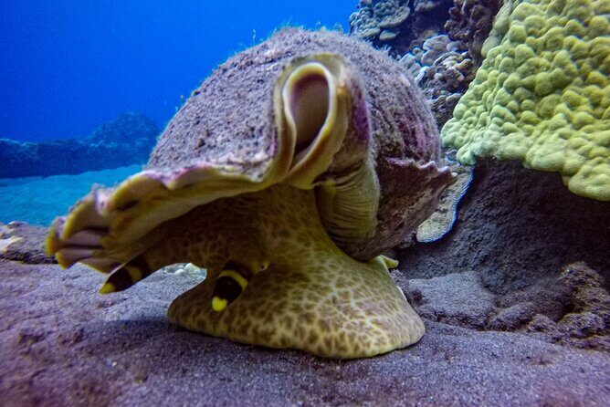 South Maui Shore Dive - Who should book this outing, and who should pause