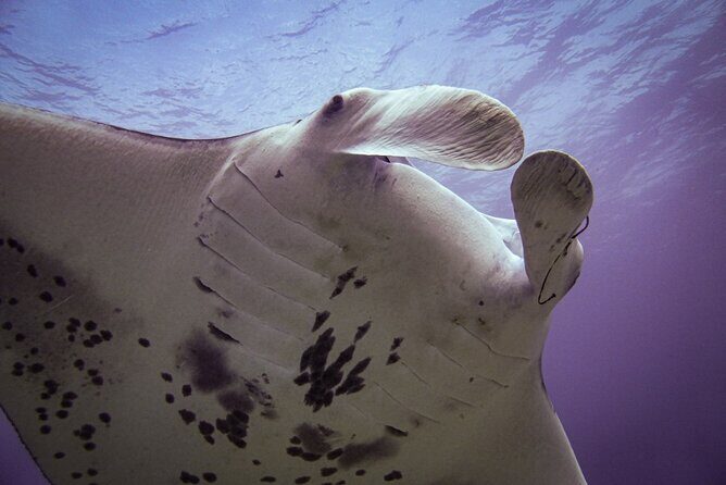 South Maui Shore Dive - Should you book this South Maui shore scuba session?
