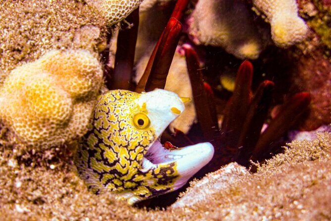 South Maui Shore Dive - What you’ll likely see: turtles, rays, reef sharks, eels, and lots of reef fish
