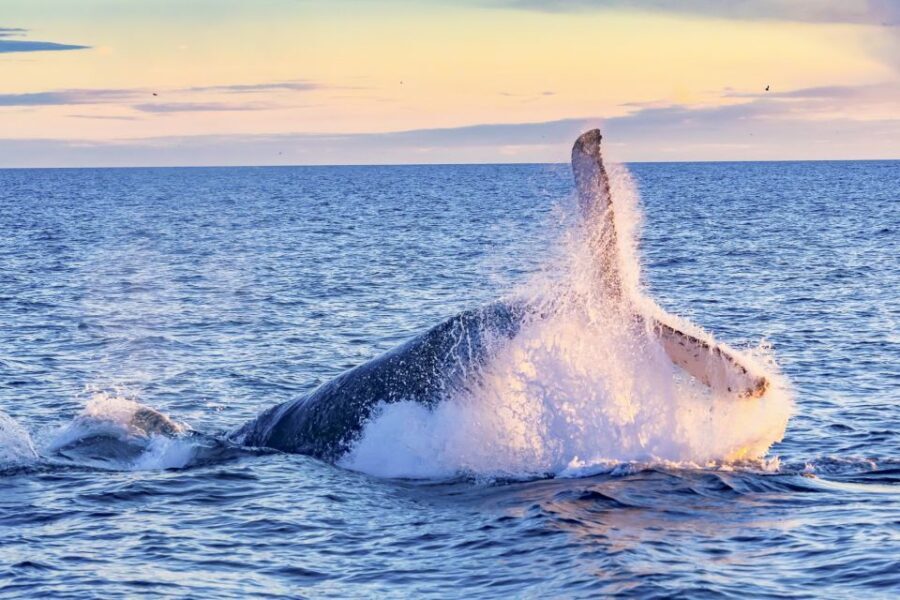 South Maui: Whale Watch Kayaking and Snorkel Tour in Kihei - Key Things I’d Aim for on This Tour