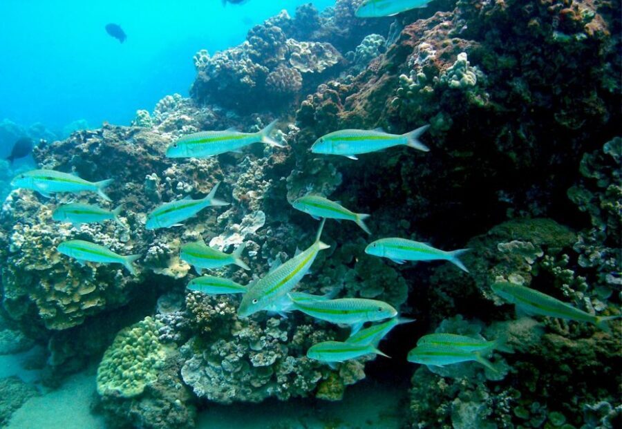 South Maui: Whale Watch Kayaking and Snorkel Tour in Kihei - Should You Book South Maui Whale Watch Kayaking and Snorkel?