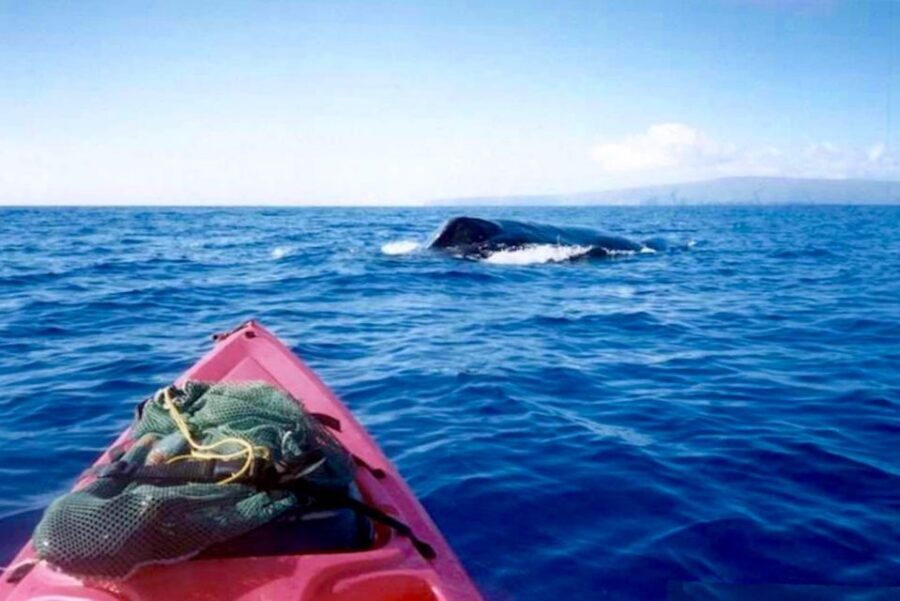 South Maui: Whale Watch Kayaking and Snorkel Tour in Kihei - Whale Watching From a Kayak: Eye-Level Encounters in Maui’s Blue