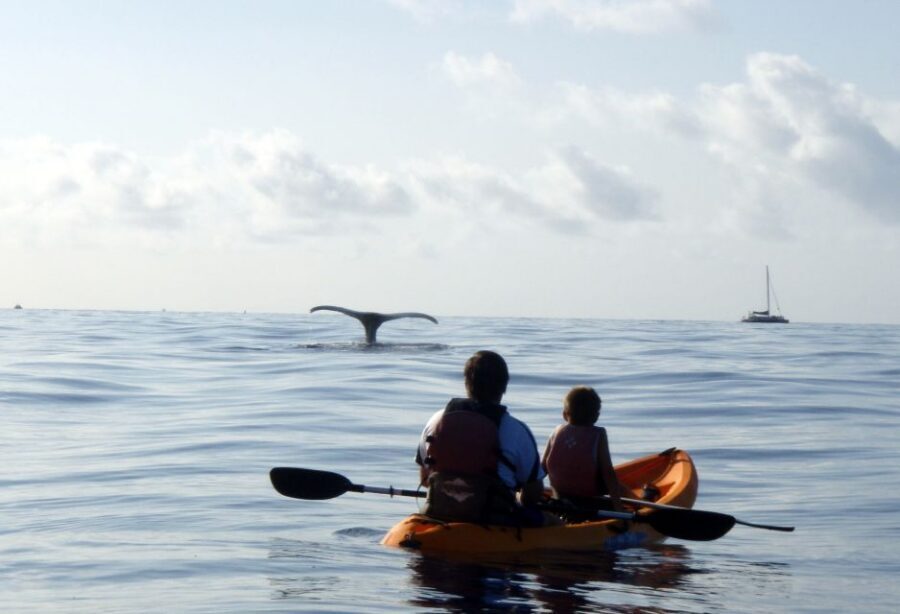 South Maui: Whale Watch Kayaking and Snorkel Tour in Kihei - What Your Guide Actually Adds (Jake, Kyle, Madison, Jon, and More)