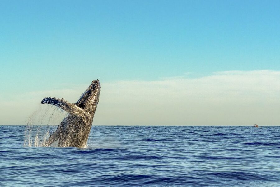 South Maui: Whale Watch Kayaking and Snorkel Tour in Kihei - How 3 Hours Works in Real Life: Active, But Not Punishing